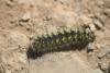 Saturnia pavonia